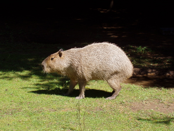 Capybara