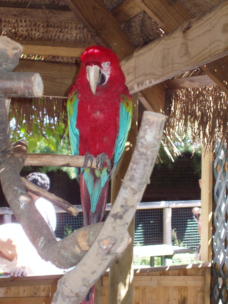 Parrot