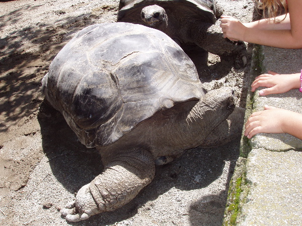 It's a tortoise, because it doesn't have webbed feet