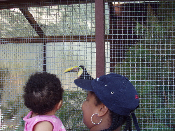 Two can look at a toucan