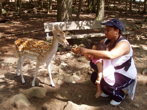 Kayla and Mommy feed a deer