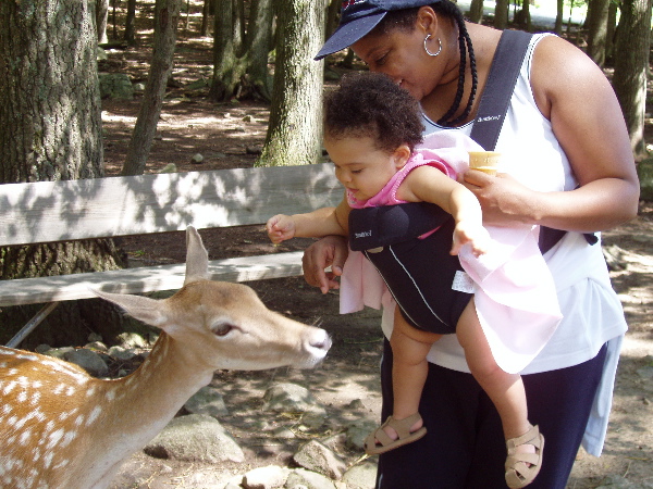 More deer feeding...