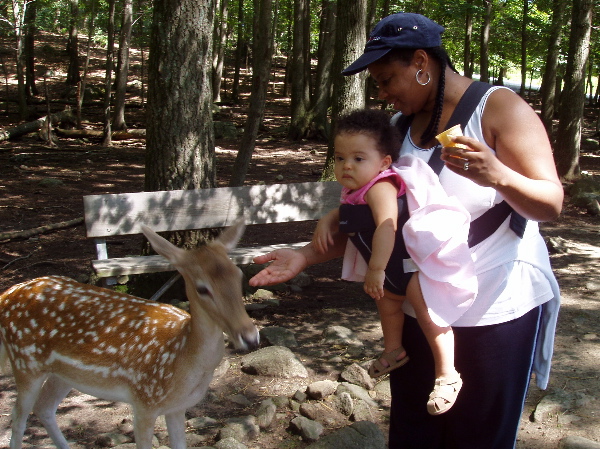 Yet more deer feeding...