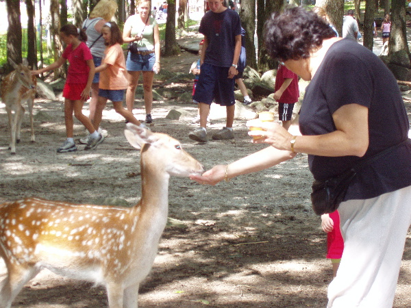 Nanna feeds the deer...