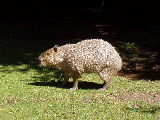 Capybara