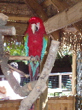 Parrot