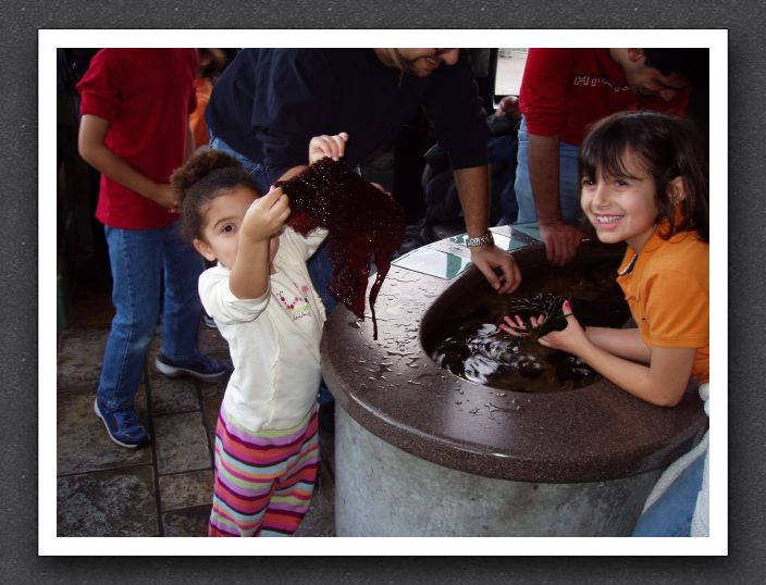 Splash Zone tide pool exhibit