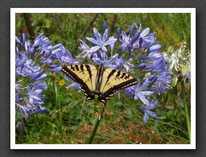 A Butterfly at Children's Fairyland