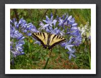 A Butterfly at Children's Fairyland