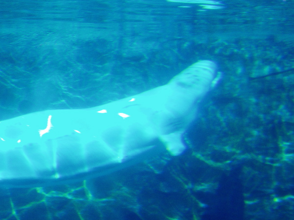 Beluga Photo #4