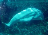 Beluga Photo #1