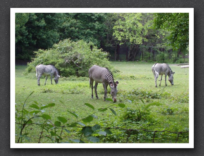 Zebras munch