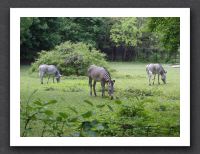 Zebras munch