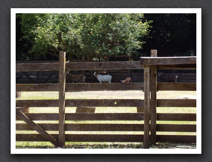 Goats at Rancho San Antonio