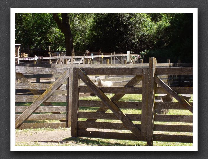 Sheep at Rancho San Antonio