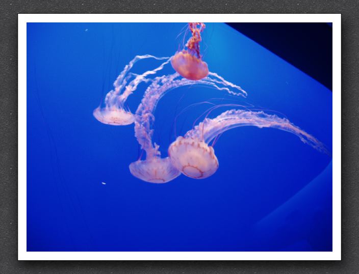 Jellyfish quartet