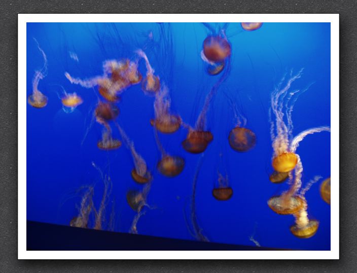 Jellyfish symphony