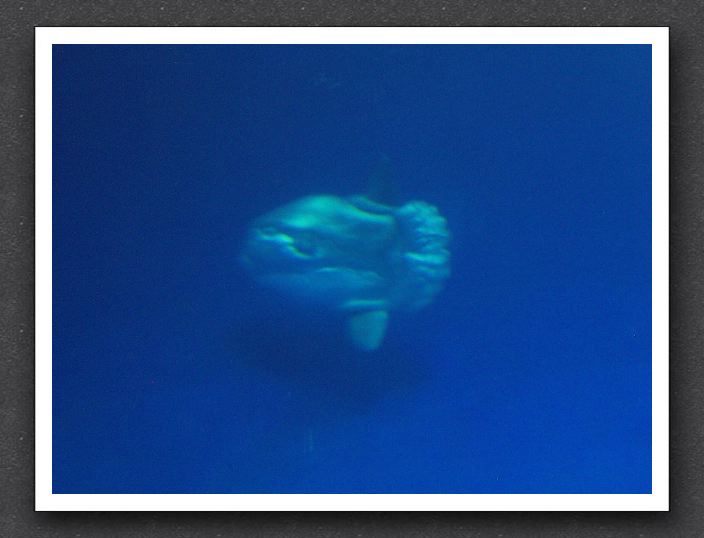 Ocean sunfish