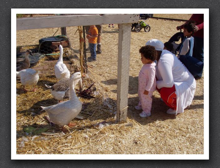 Goose at the pumpkin patch