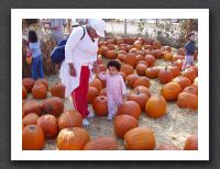 Pumpkin patch