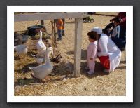 Goose at the pumpkin patch