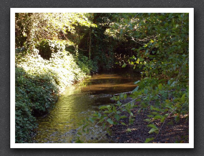 Peaceful stream (closeup)