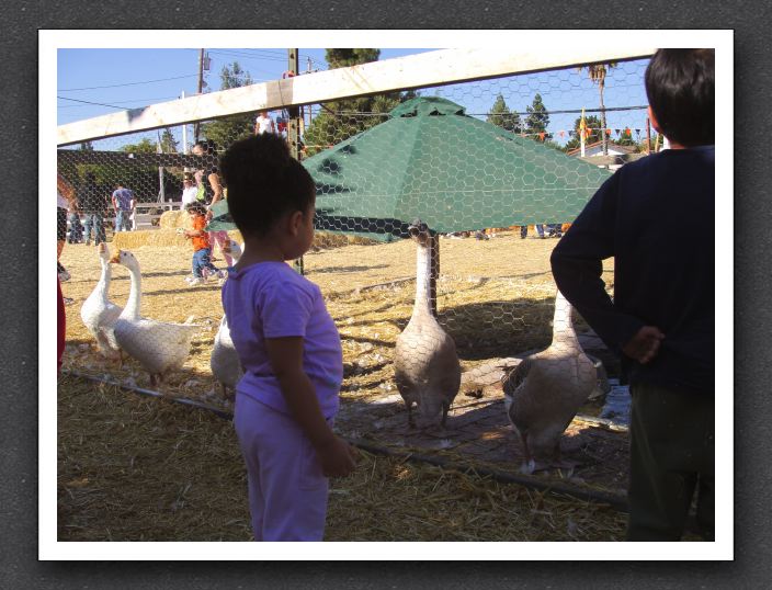 Kayla and the goose size each other up