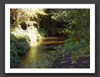 Peaceful stream (closeup)